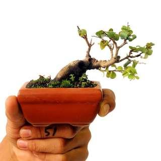 Mame盆景 Diospyros Montana 49.1616