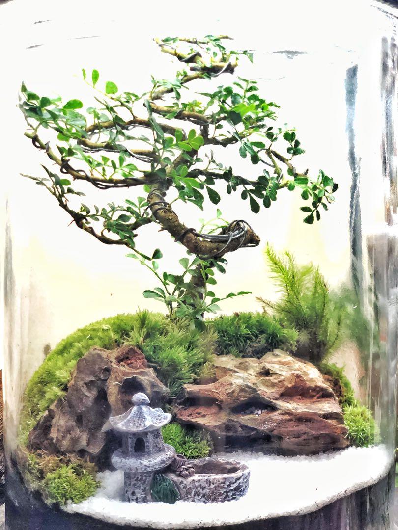 Bonsai terrarium, Home & Furniture, Home Décor on Carousell