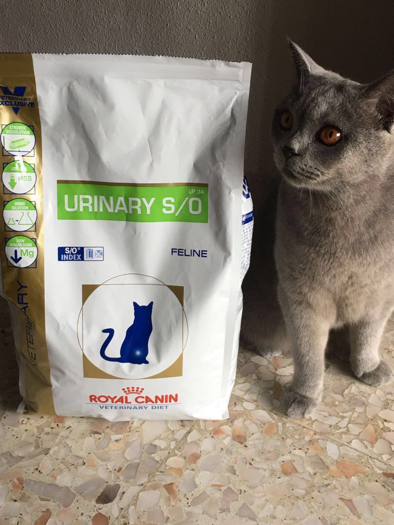 Feline Urinary SO® dry cat food 2.68kg, Pet Supplies, Pet Food on