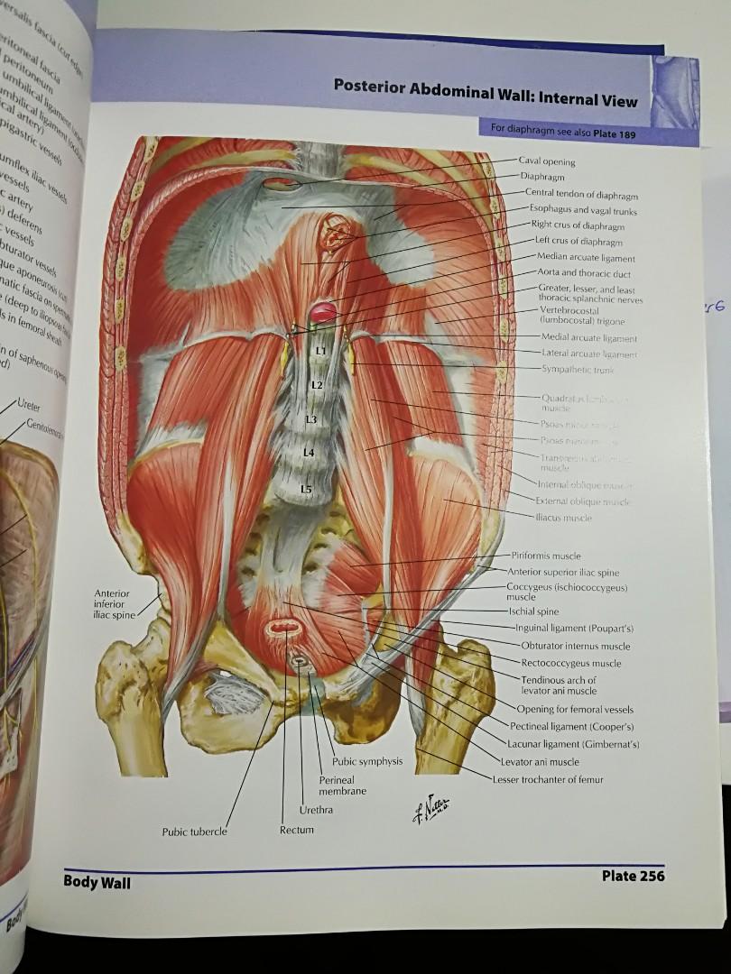 thoracic duct netter