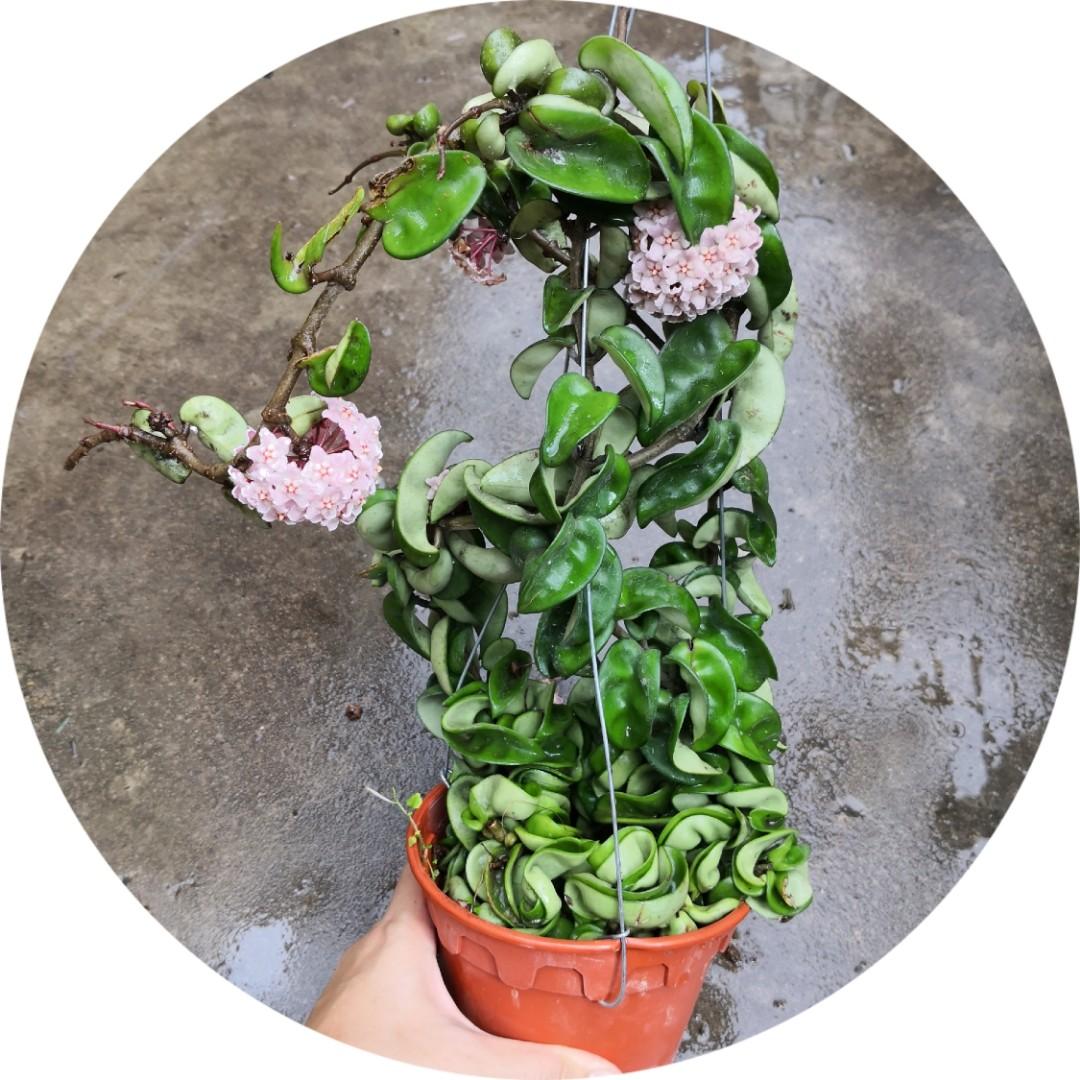 Hoya carnosa ‘Compacta’, Furniture & Home Living, Gardening, Plants