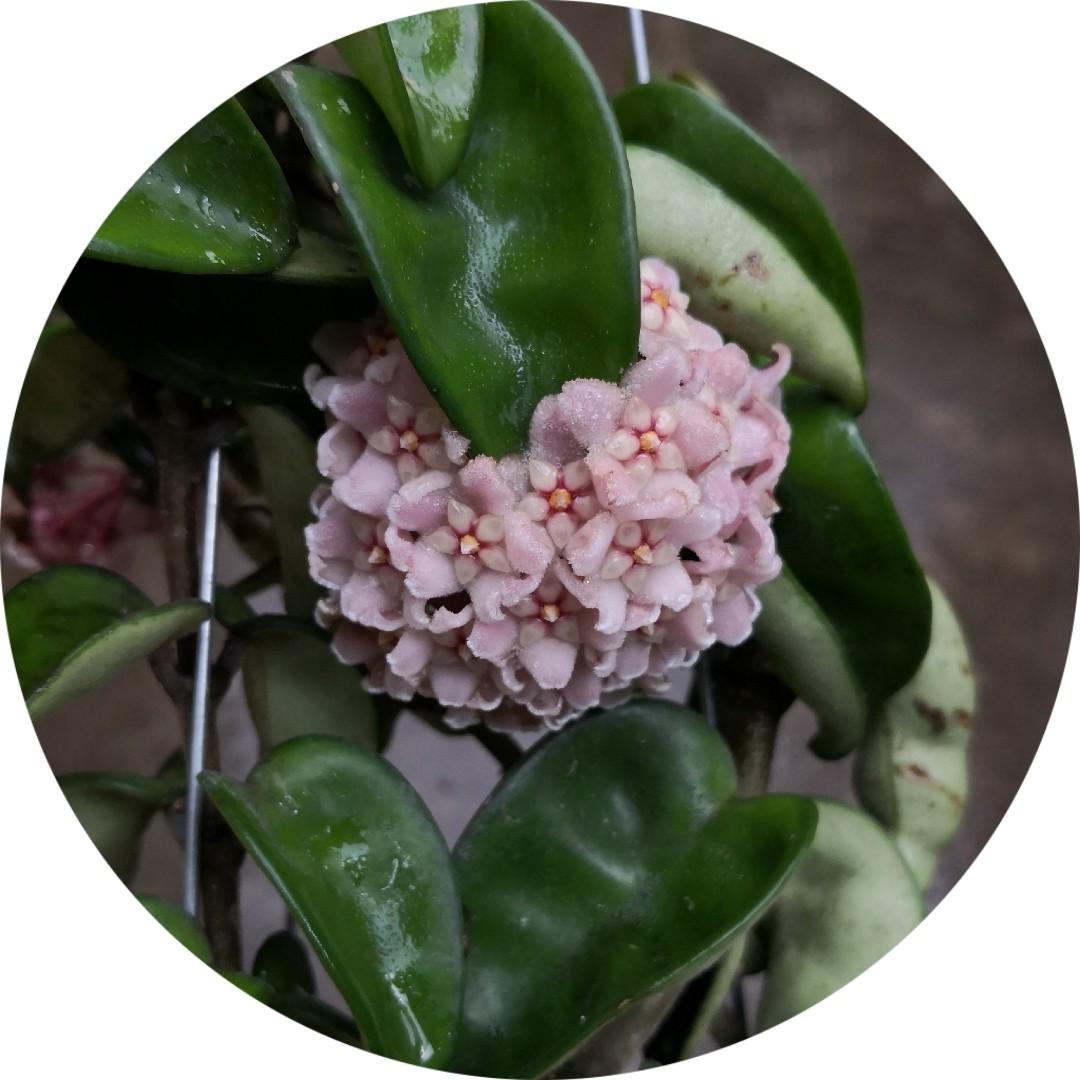 Hoya carnosa ‘Compacta’, Furniture & Home Living, Gardening, Plants