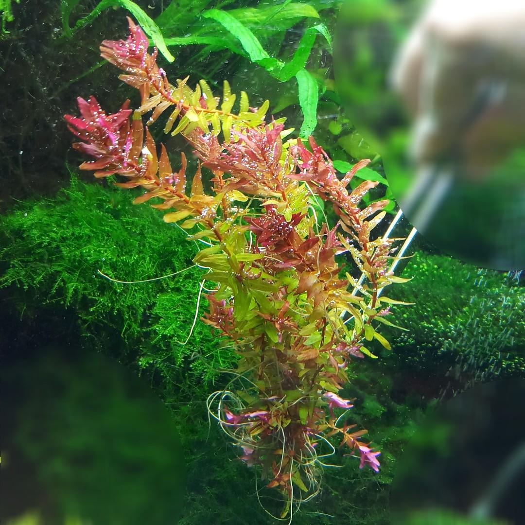 red aquarium plants