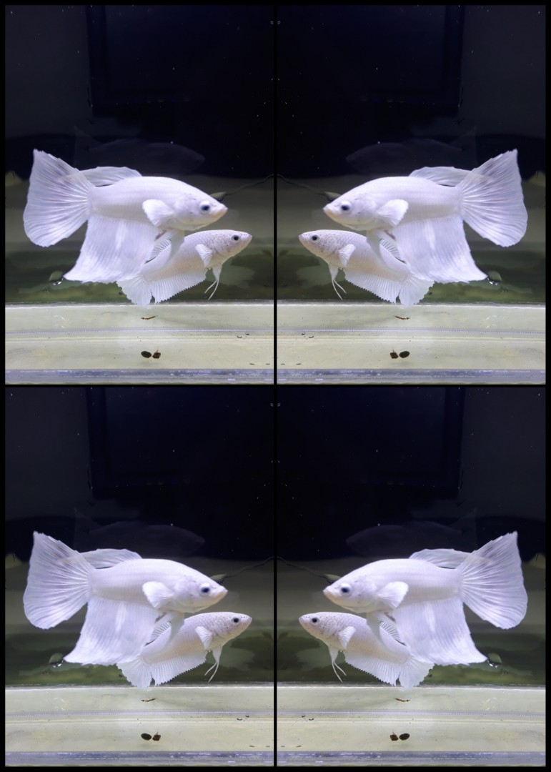 Ikan Cupang Super White Platinum Perlengkapan Hewan Aksesoris Hewan Di Carousell