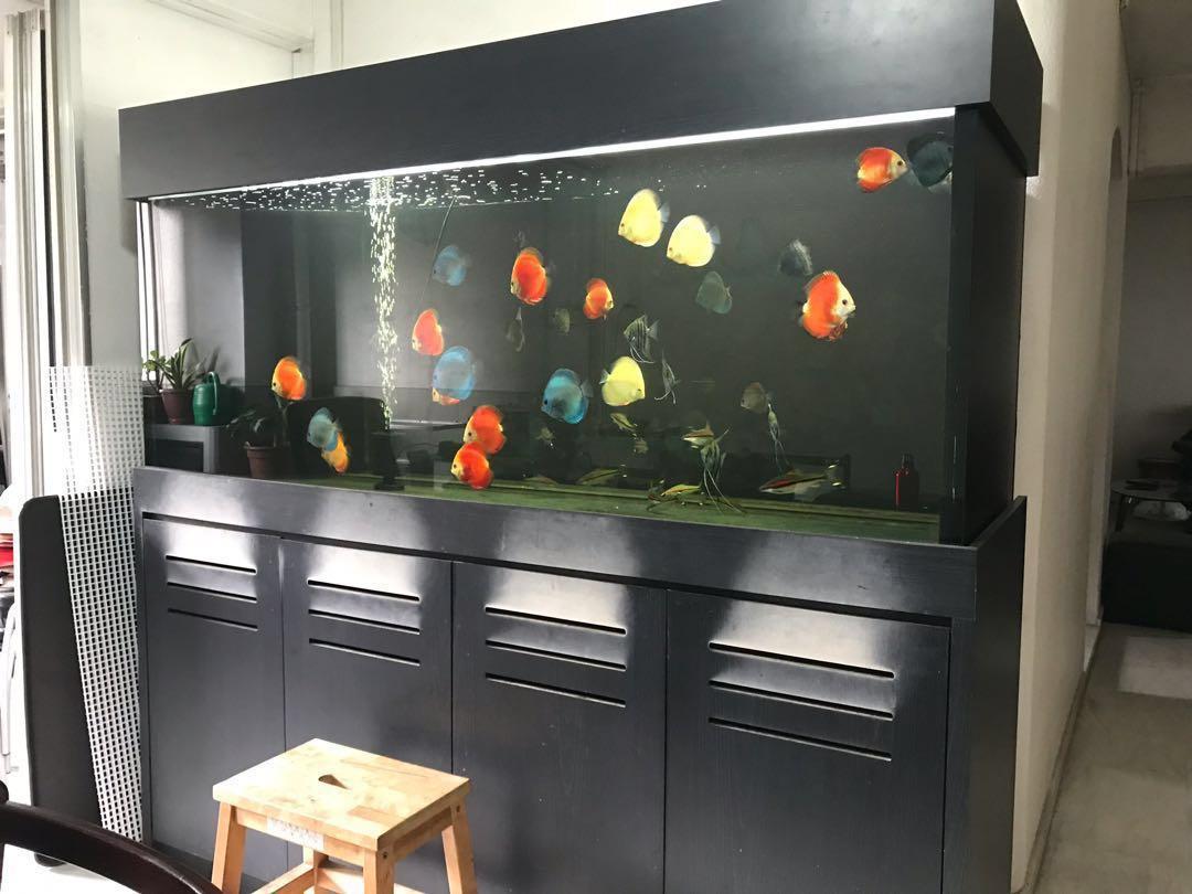 (Reserved) 6ft x 2ft x 2.5ft (height) fish tank, Pet Supplies, Homes & Other Pet Accessories on