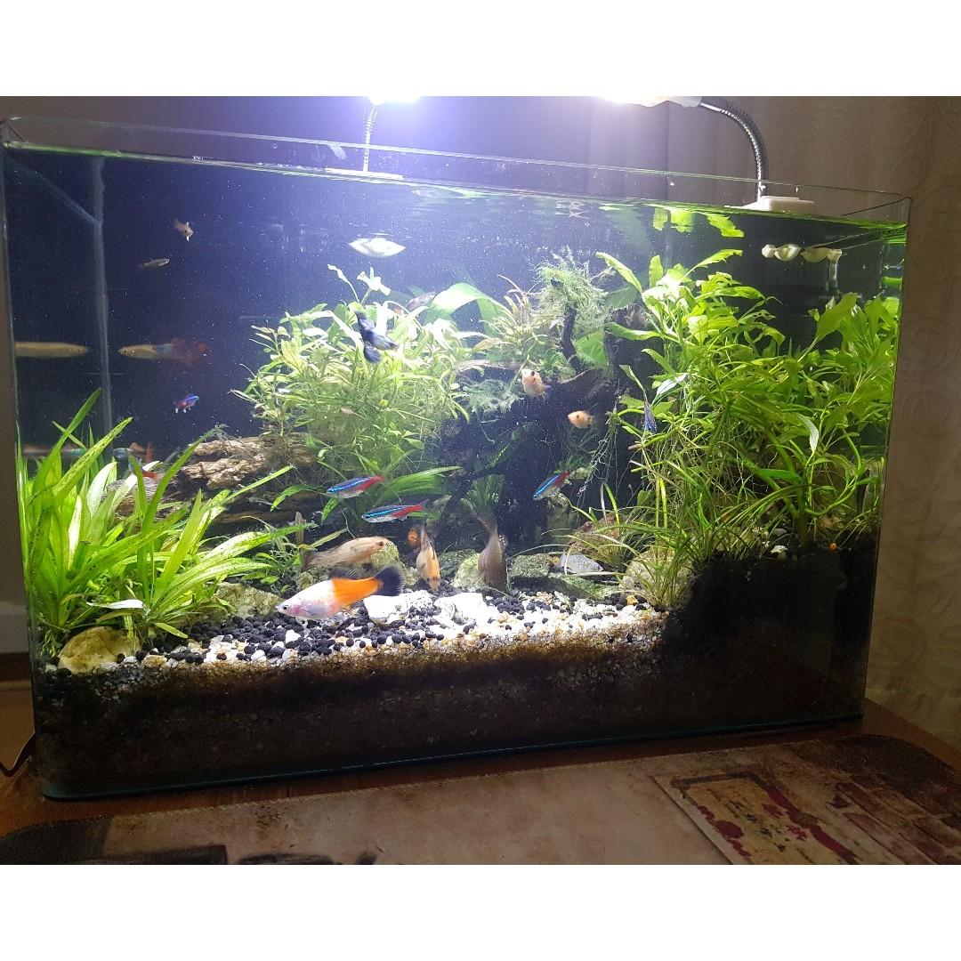Aquascape Ideas Freshwater Aquascape Fish Tank