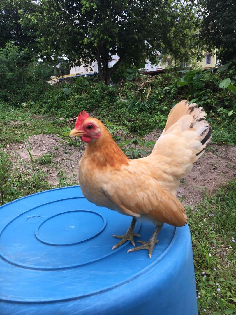 Ayam Serama Betina Kerap Bertelur Everything Else Others On