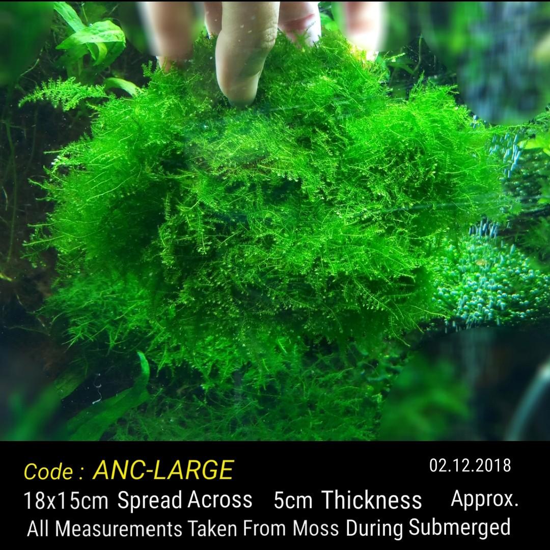 Lush Highgrade Christmas Moss Is Not Anchor Moss In Large Compact Thick Cluster For Shrimp Tank