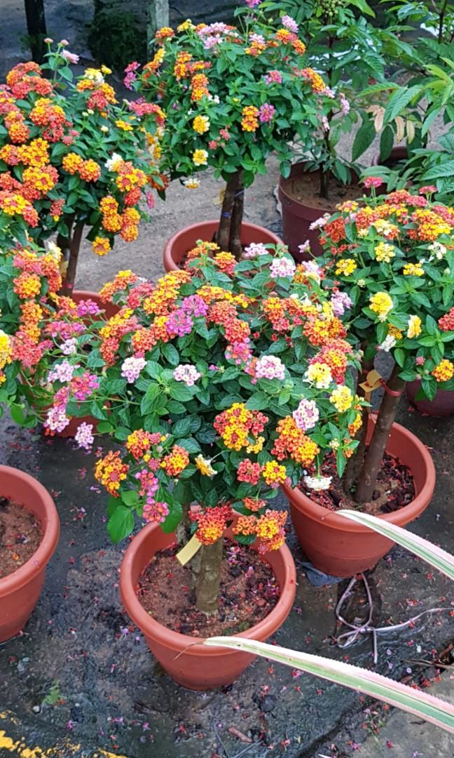 Plant Grafted Lantana Bonsai (26cm pot), Furniture & Home Living