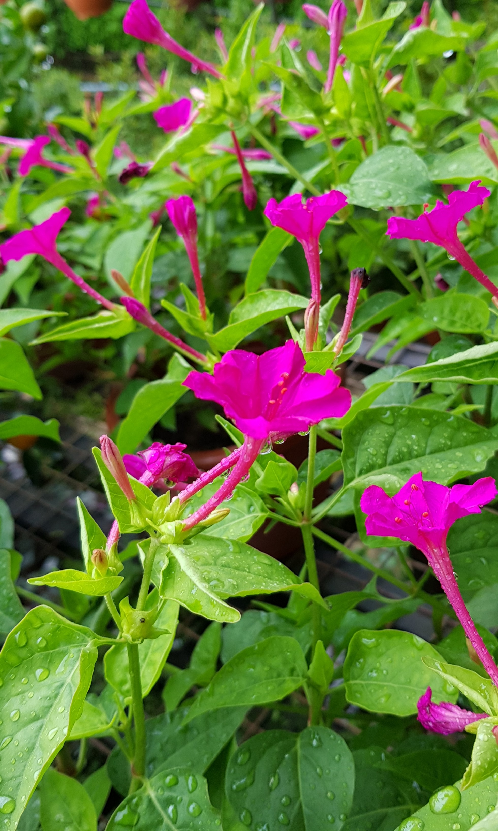 Original Package 20 Purple Four O Clock Seeds Mirabilis Jalapa Flowers A105 Perennial Flowers Plants Home Garden