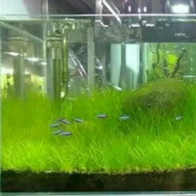 Carpet Grass Plant Seeds For Fish Or Shrimp Aquarium Tank Or Terrarium