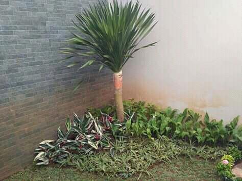 41 Info Baru Taman Minimalis Rumput Gajah Mini