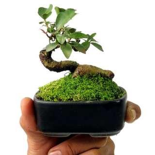 Mame Bonsai Cudrania Chochinchinensis 50.1607