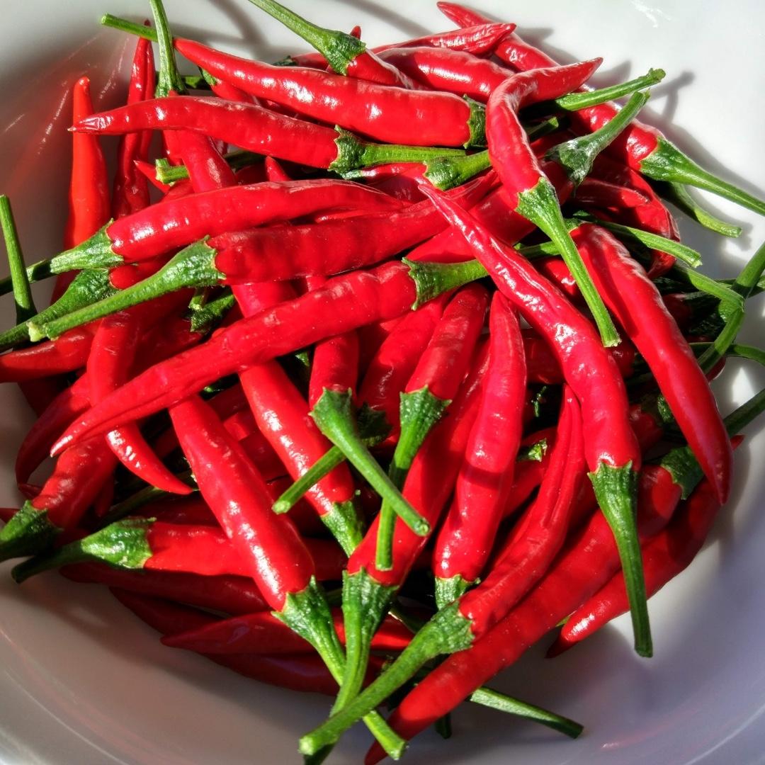 AUTHENTIC SICHUAN CHINESE RED CHILLI PEPPER PLANTS ** VERY