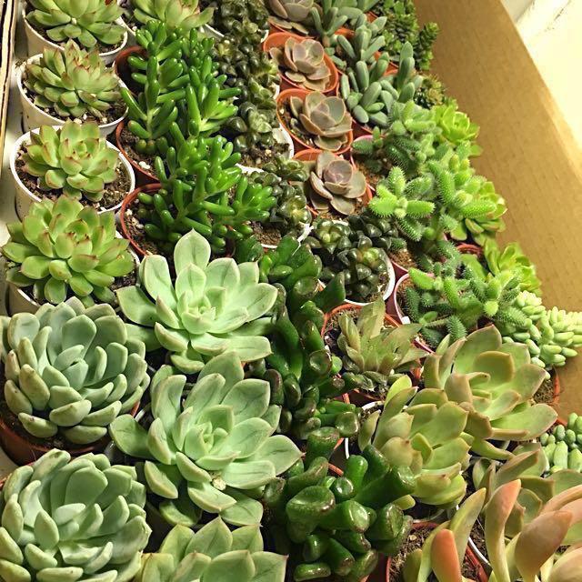Succulents pot Wholesale Singapore , Furniture & Home Living, Gardening