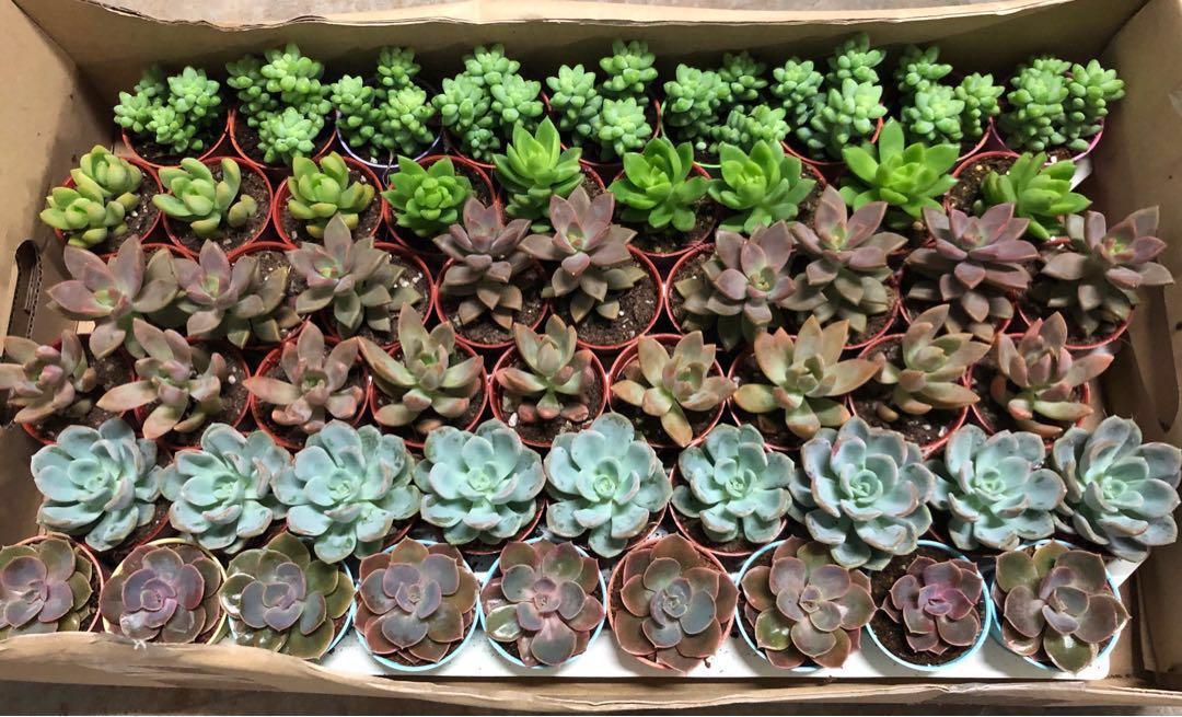 Succulents pot Wholesale Singapore , Furniture & Home Living, Gardening