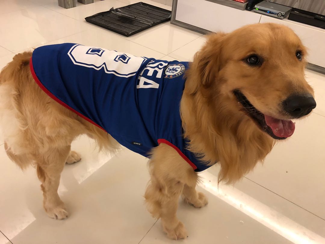 Chelsea jersey for dogs and cats, Pet 