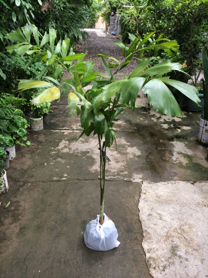 Palem Ekor Tupai., Perkebunan di Carousell