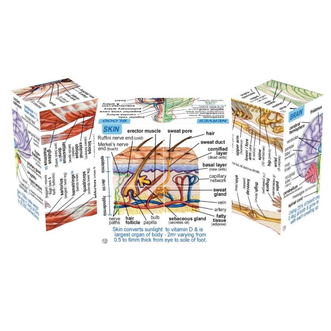 ZooBooKoo Human Body Systems and Statistics Cube Book, Hobbies & Toys ...
