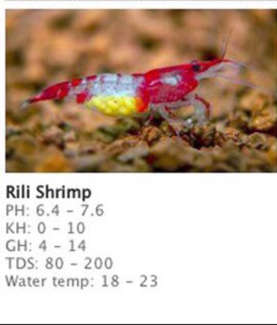 Yellow Rili Rili shrimp / yellow shrimp, Pet Supplies, Pet Food on Carousell