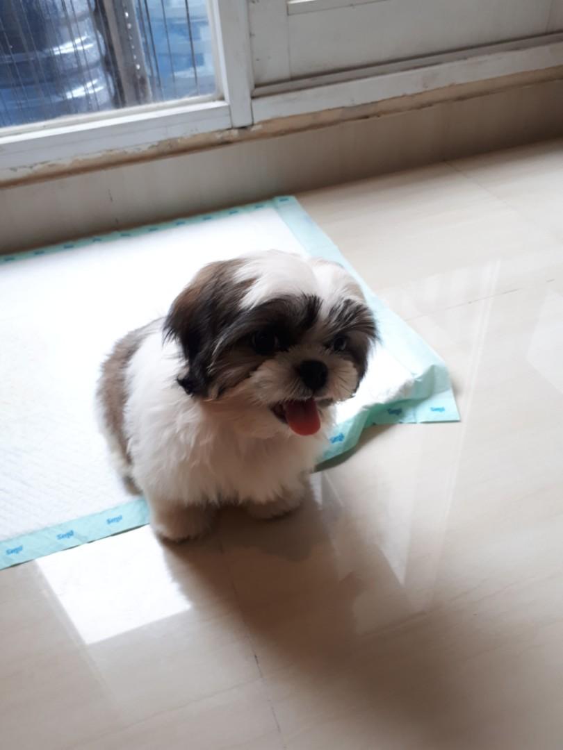 Jual mini sale shih tzu