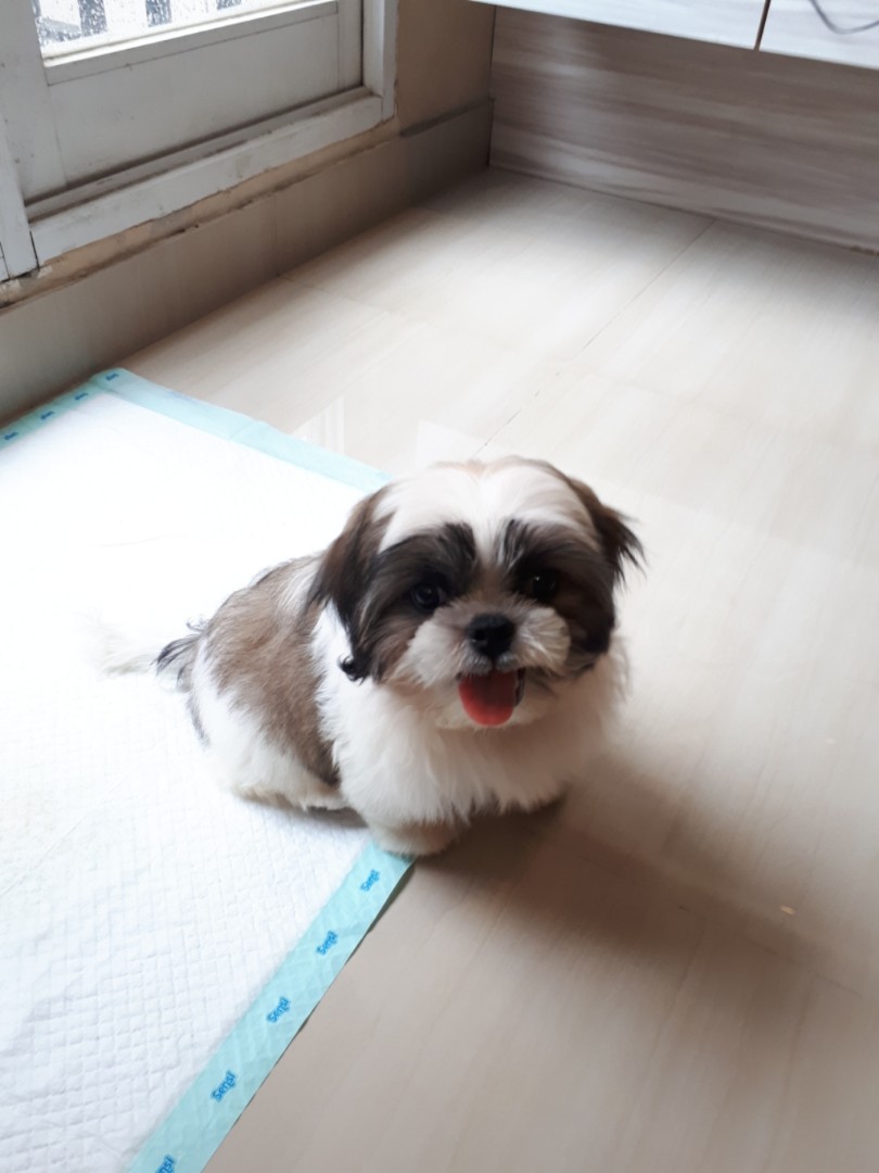 Jual mini sale shih tzu