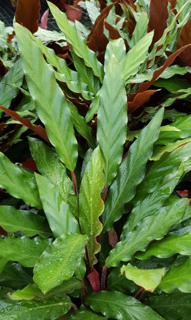Plant Calathea  rufibarba Velvet Calathea  15cm pot 