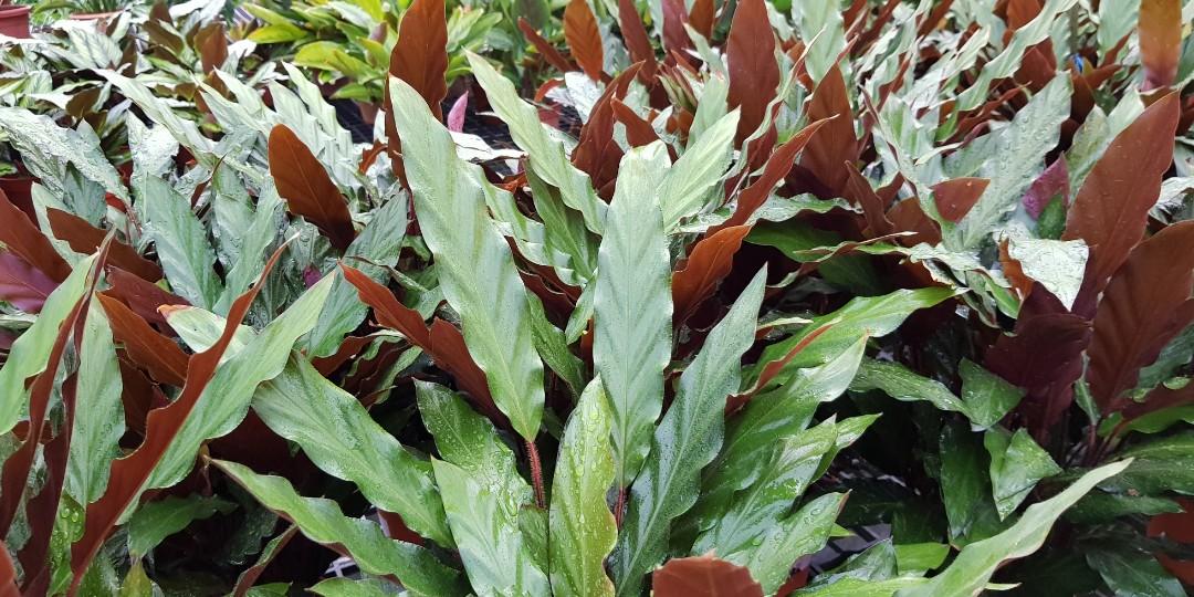 Plant - Calathea rufibarba / Velvet Calathea (15cm pot), Gardening