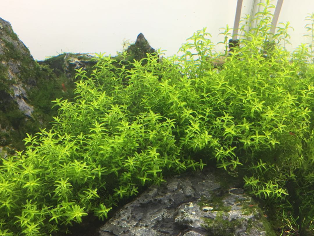 Hemianthus micranthemoides - Tropica Aquarium Plants