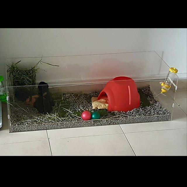 Acrylic guinea pig cage clearance