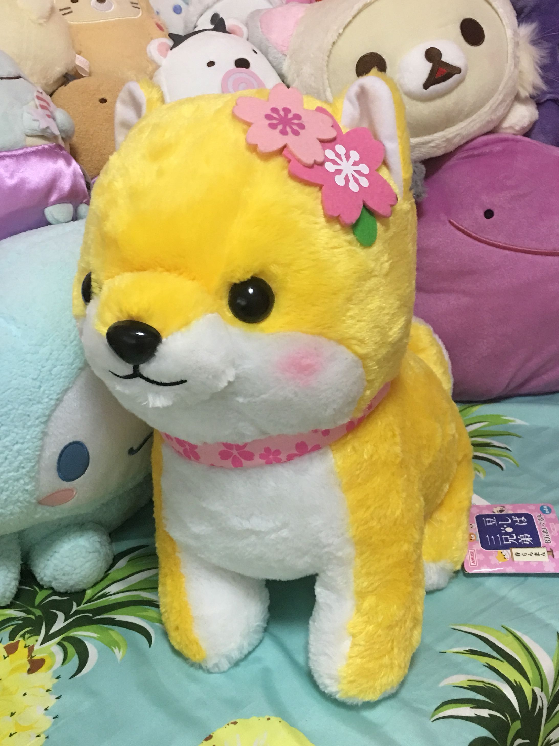 amuse shiba