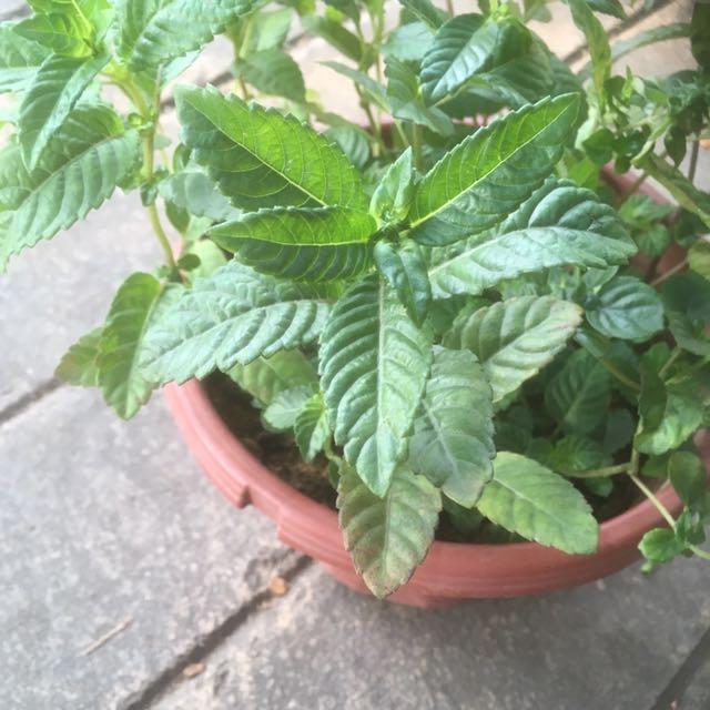 edible plants herbs 🌿 Grass jelly plant/仙草 Chin Chow (Mesona chinesis