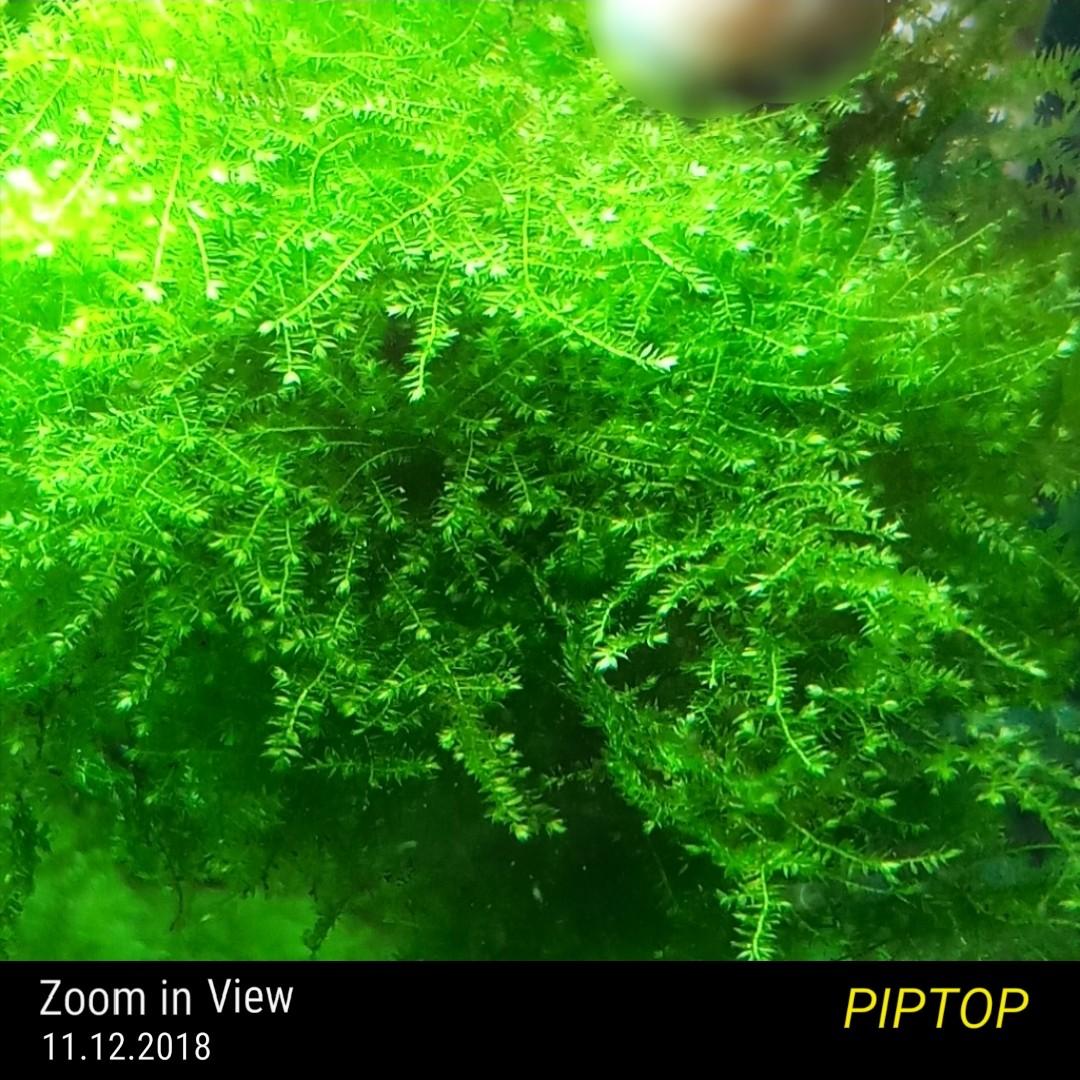 Lush Highgrade Christmas Moss Is Not Anchor Moss For Shrimp Tank Planted Aquarium Bonsai Tree Healthy