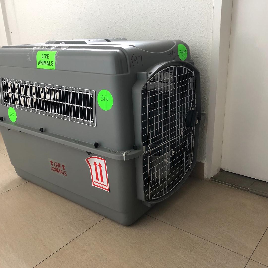 petmate sky kennel