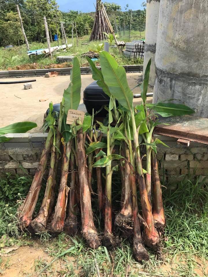 Cara Tanam Pokok Pisang Berangan Cara Paling Mudah Dan Murah Youtube