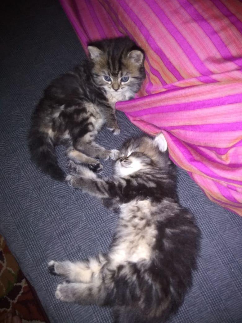Kucing shop black tabby