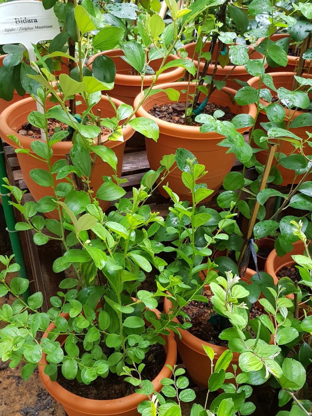 Pokok Bidara Sidr Berduri Jujube Ziziphus Mauritiana Furniture Home Living Gardening Plants Seeds On Carousell