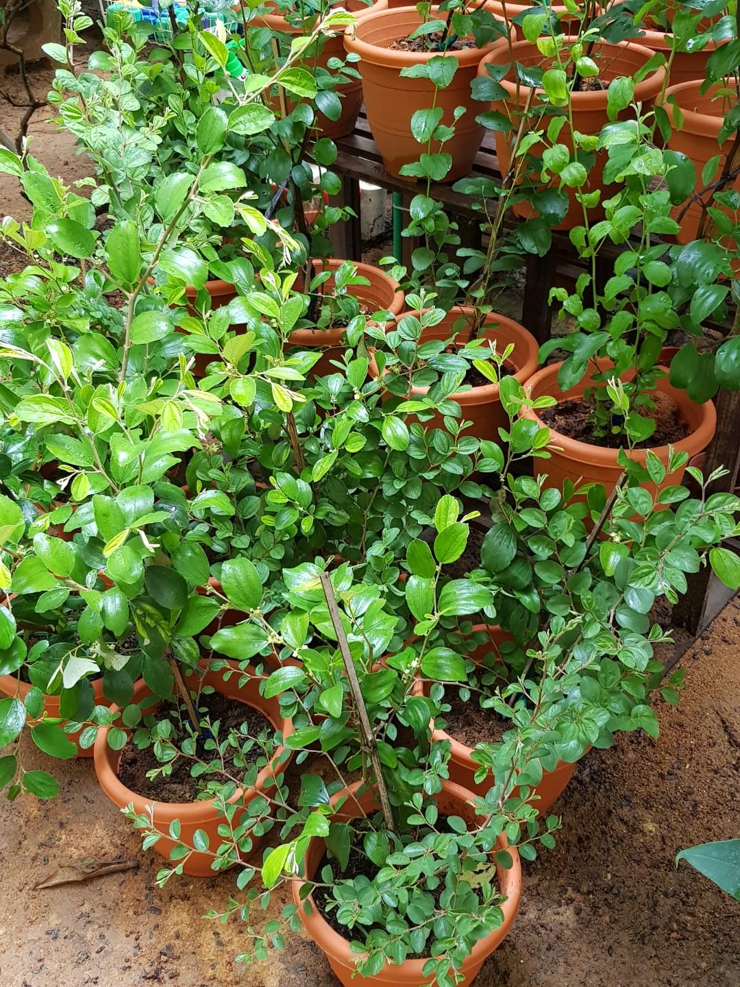 daun bidara in english