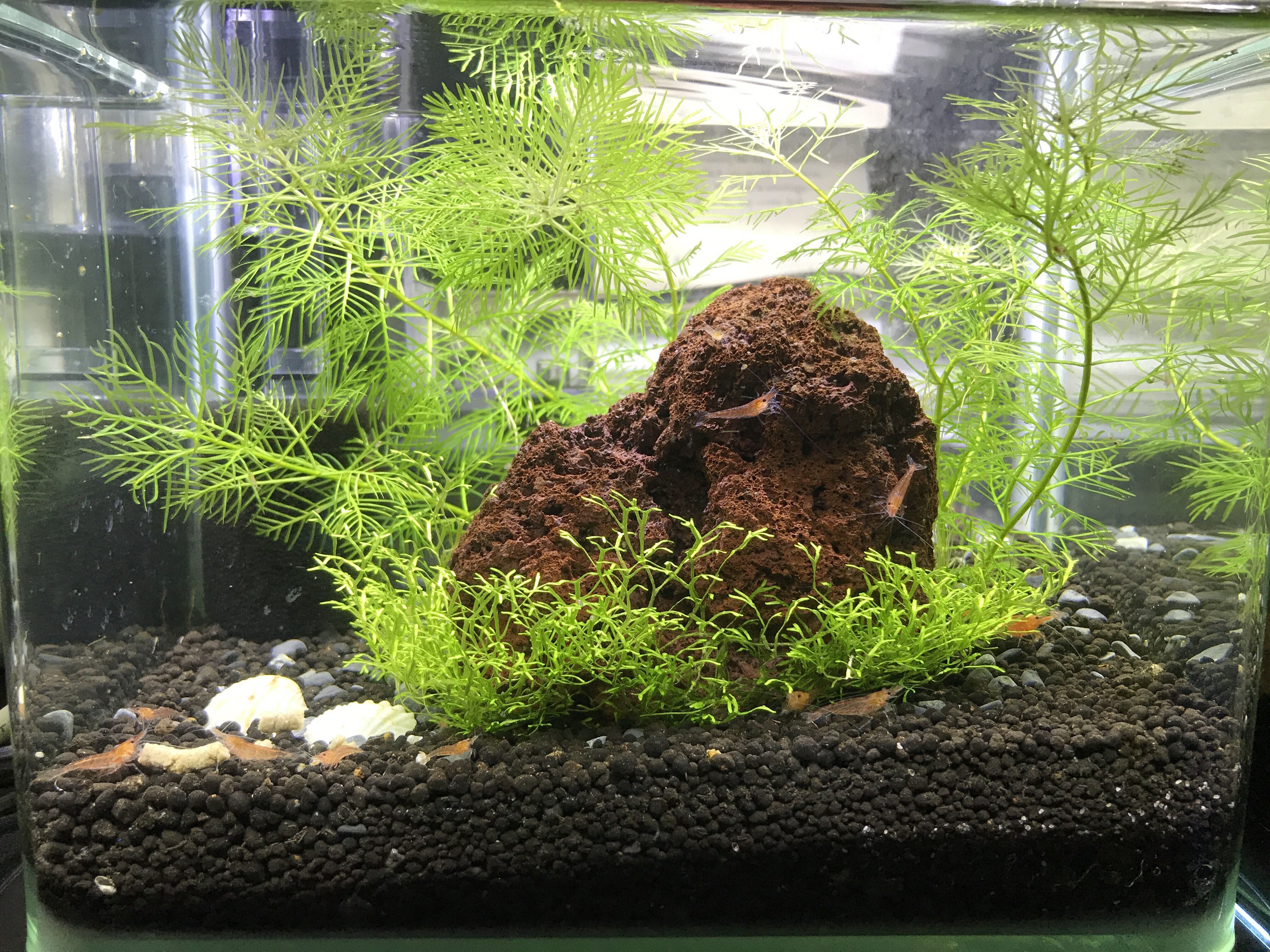 (Avail.9) Shrimp Tank Set (18cm front curved glass fish tank), Pet