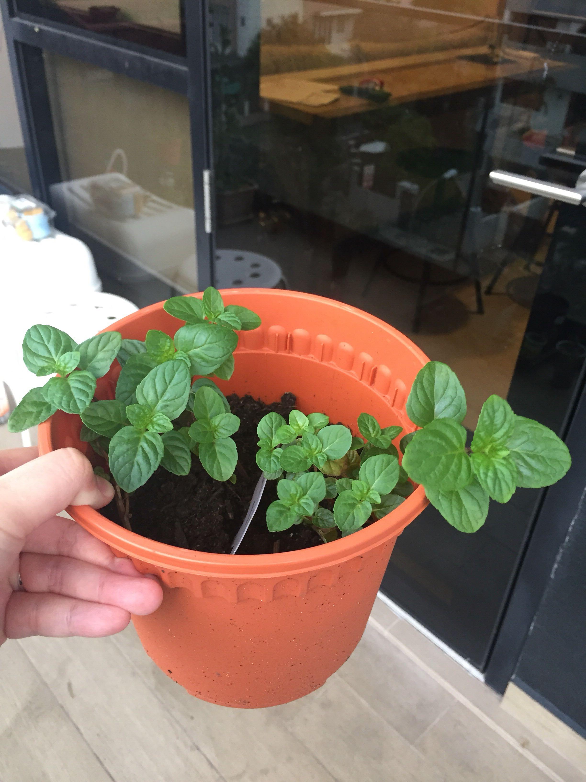 Berries And Cream Mint Pot Plant Organic Furniture Home Living Gardening Plants Seeds On Carousell Berries And Cream Mint Pot Plant Organic Furniture Home Living Gardening Plants Seeds On Carousell