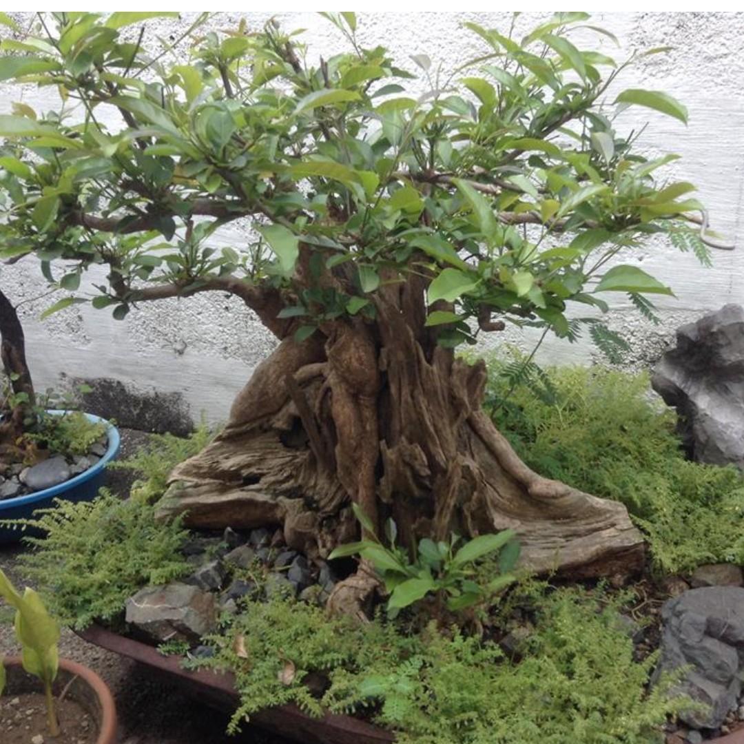 Bonsai Molave Tree, Babies & Kids, Baby Nursery & Kids Furniture, Nursery  Lighting & Decor on Carousell