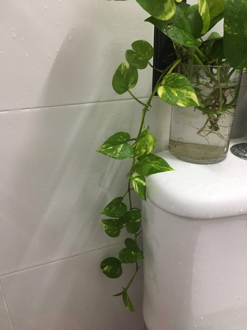 Golden Pothos Pokok Hias Plant Indoor Rumah Perabot Home