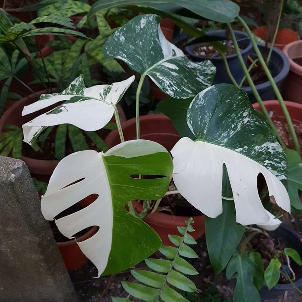 Monstera Deliciosa Var Borsigiana Available For Pre Order Gardening Plants On Carousell