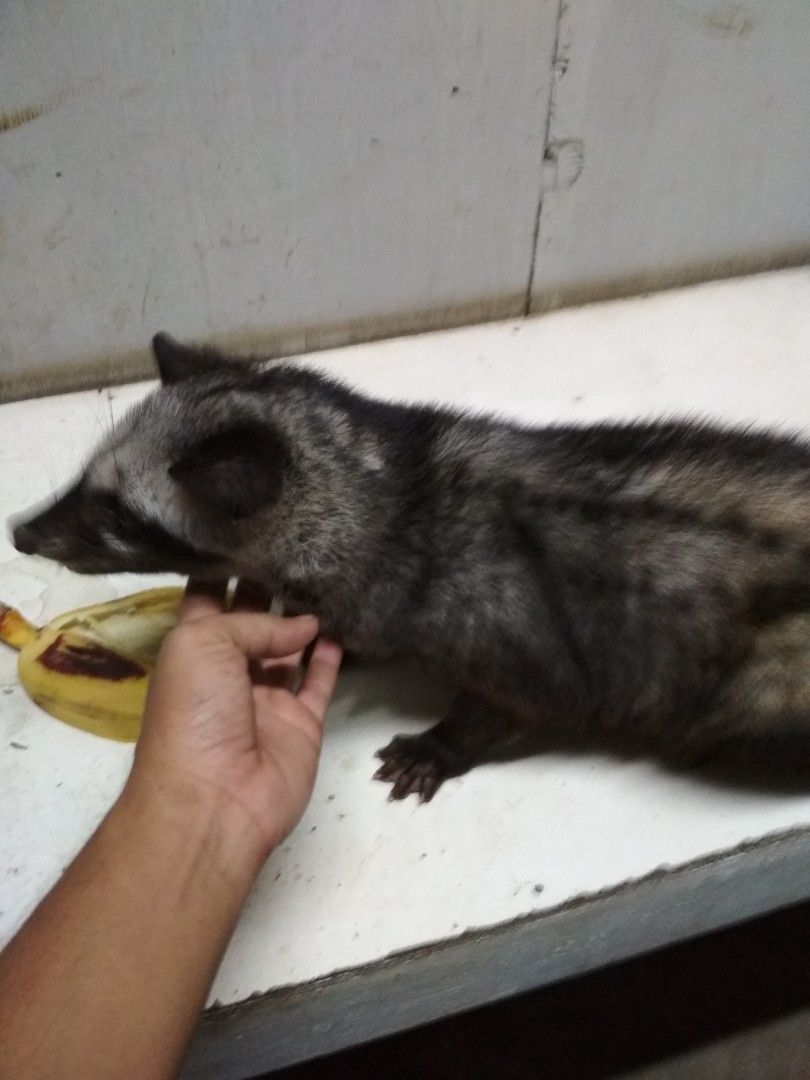 Musang Jinak Pet Supplies Accessories On Carousell