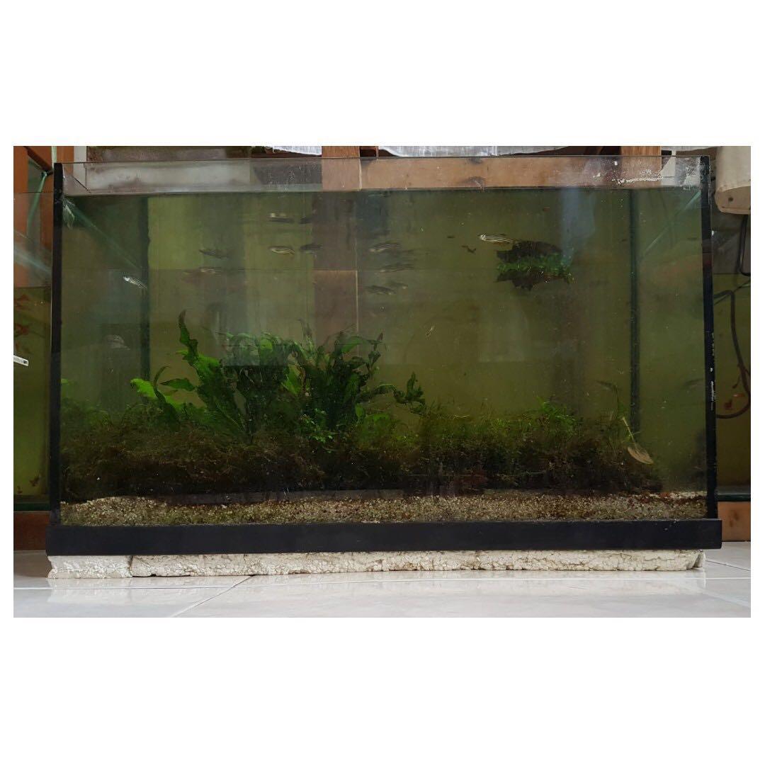 2ft by 1ft Glass Fish Tank, Pet Supplies, Homes & Other Pet Accessories