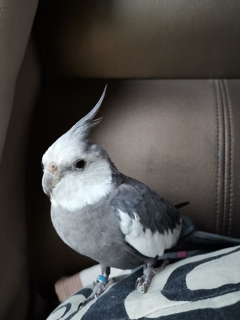 Cockatiel Breeder White Face Female Cp Birds Ubicaciondepersonascdmxgobmx 