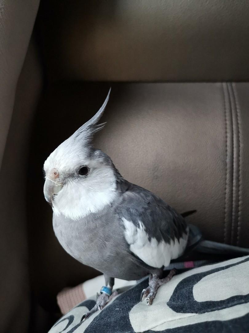 white faced grey cockatiel