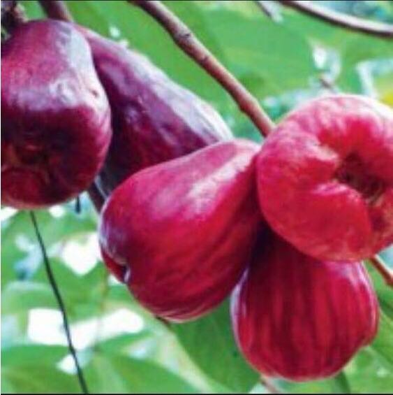 Pokok Jambu Bol Home Furniture Gardening On Carousell