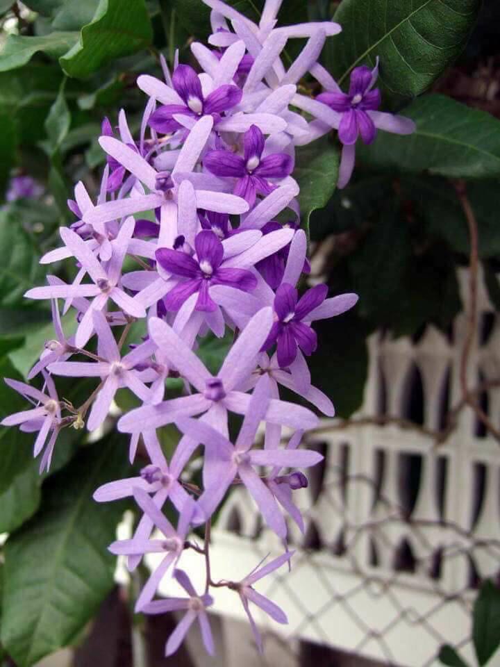 Pokok Sandpaper Vine Hibrid Home Furniture Gardening On Carousell