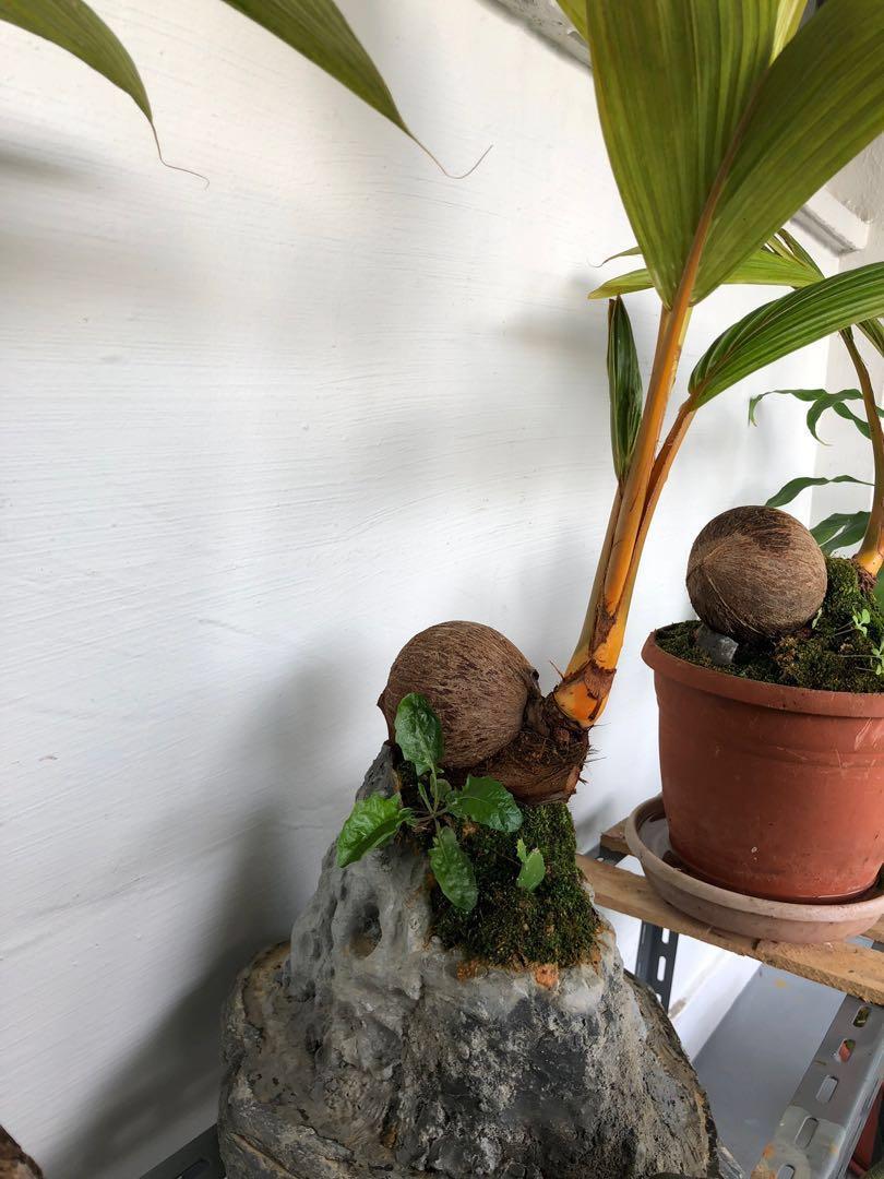 Coconut bonsai, Gardening, Plants on Carousell